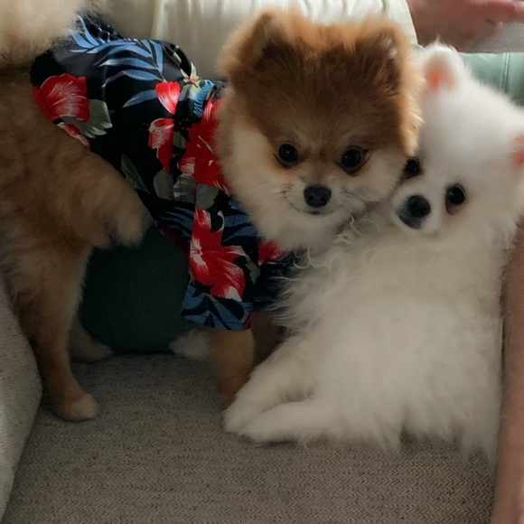 Meet your Posher, Catherine - Picture 5 of 6